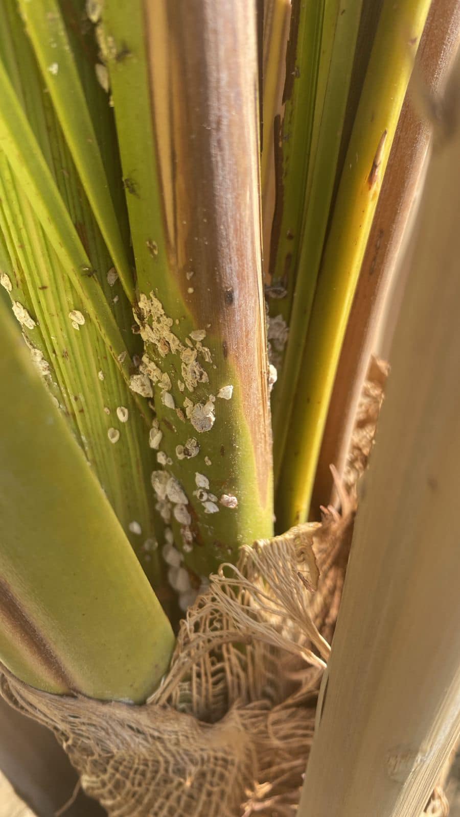 البق الدقيقي في نخيل التمر