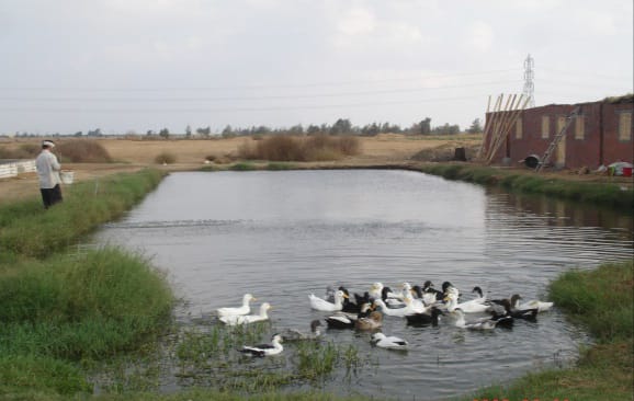 الاستزراع السمكي