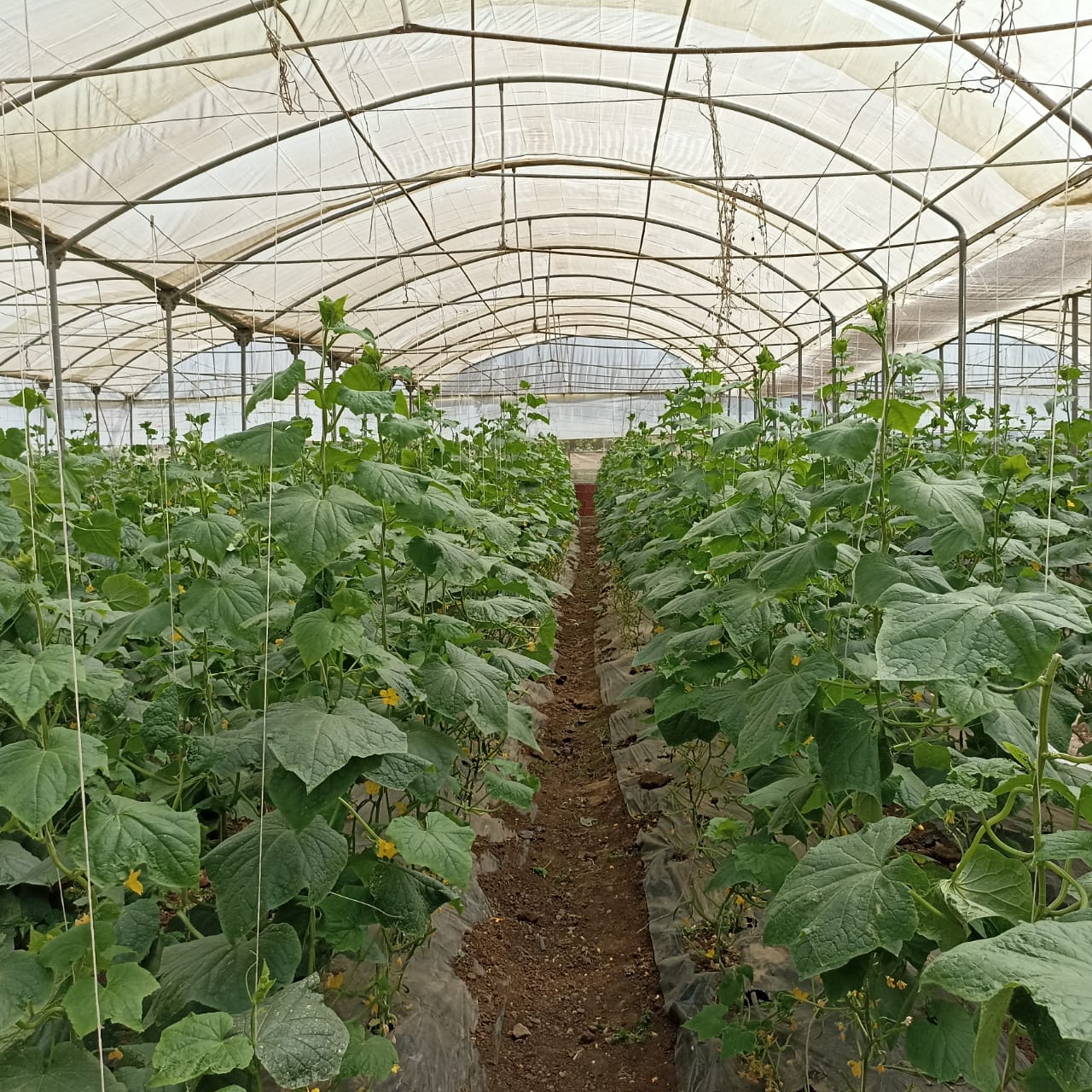 التسميد والري لنباتات الخضر تحت الصوب الزراعية