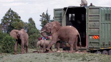 نقل الأفيال من محمية مويا الكينية إلى منتزة جديد