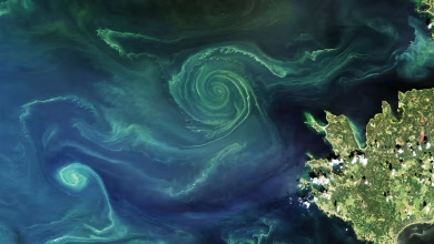 العوالق النباتية في بحر بارنتس