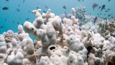 تبييض 77 %من مناطق الشعاب المرجانية في العالم