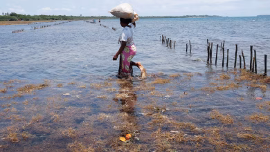 الأعشاب البحرية في كينيا