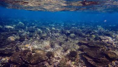 الغطاء المرجاني بعد الطقس القاسي في شمال الحاجز المرجاني العظي