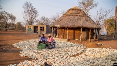 كينياس تشيكامهي وزوجته تشاناتسي تشيكو يحصدان الذرة في شيريدزي، زيمبابوي