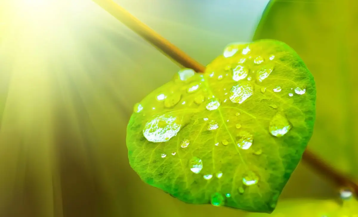 دروس من أوراق الشجر وقطرات المطر