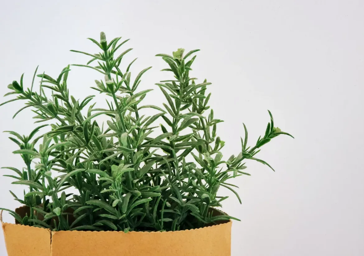 زراعة نبات اكليل الجبل (الروزماري)