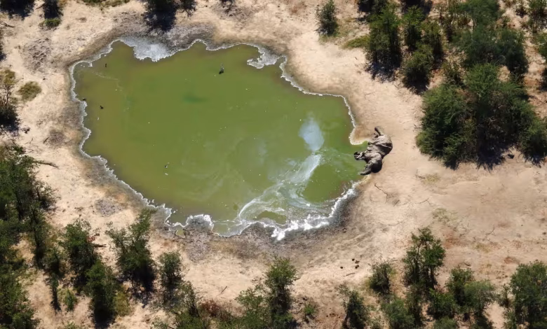 جثة فيل في حفرة مائية في دلتا أوكافانغو في بوتسوانا