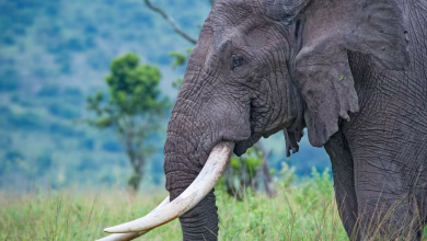 ذكر كبير السن في متنزه ماساي مارا الوطني في كينيا