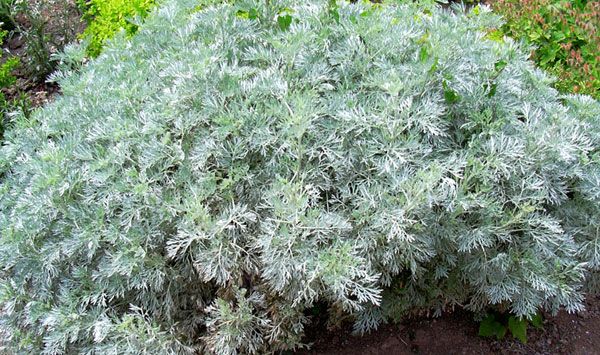 نبات الشيح الأبيض-