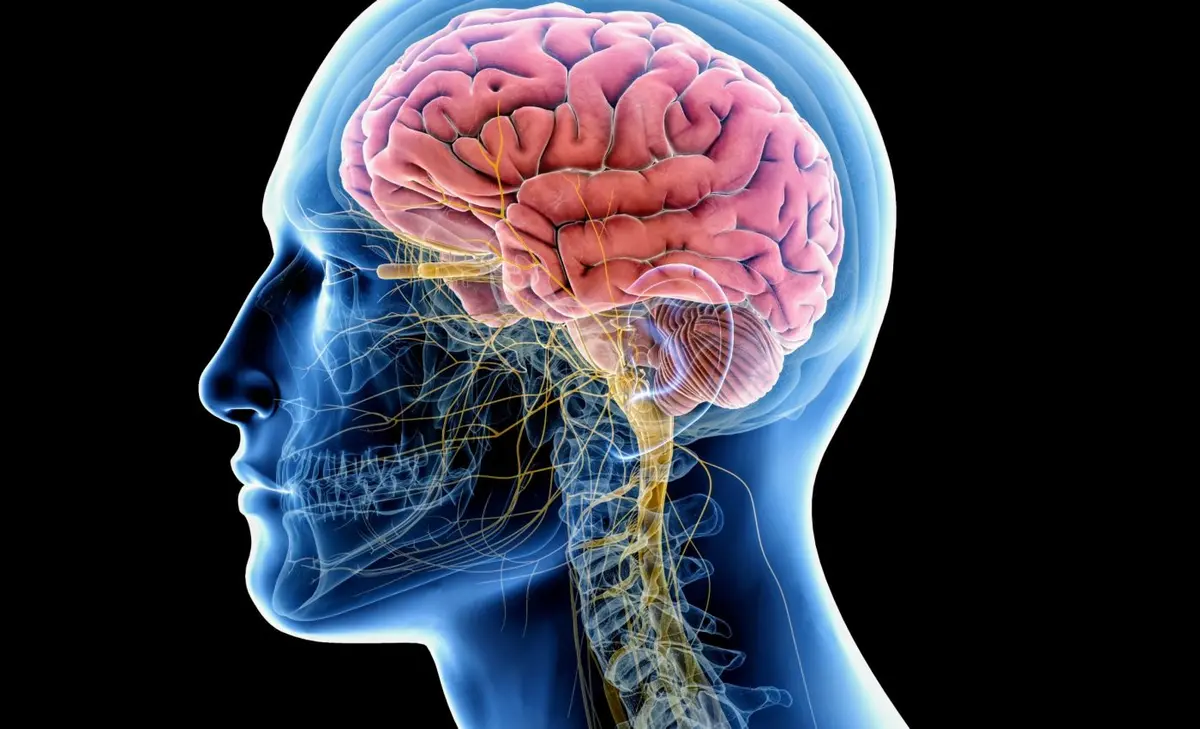 قياس سرعة شيخوخة الدماغ