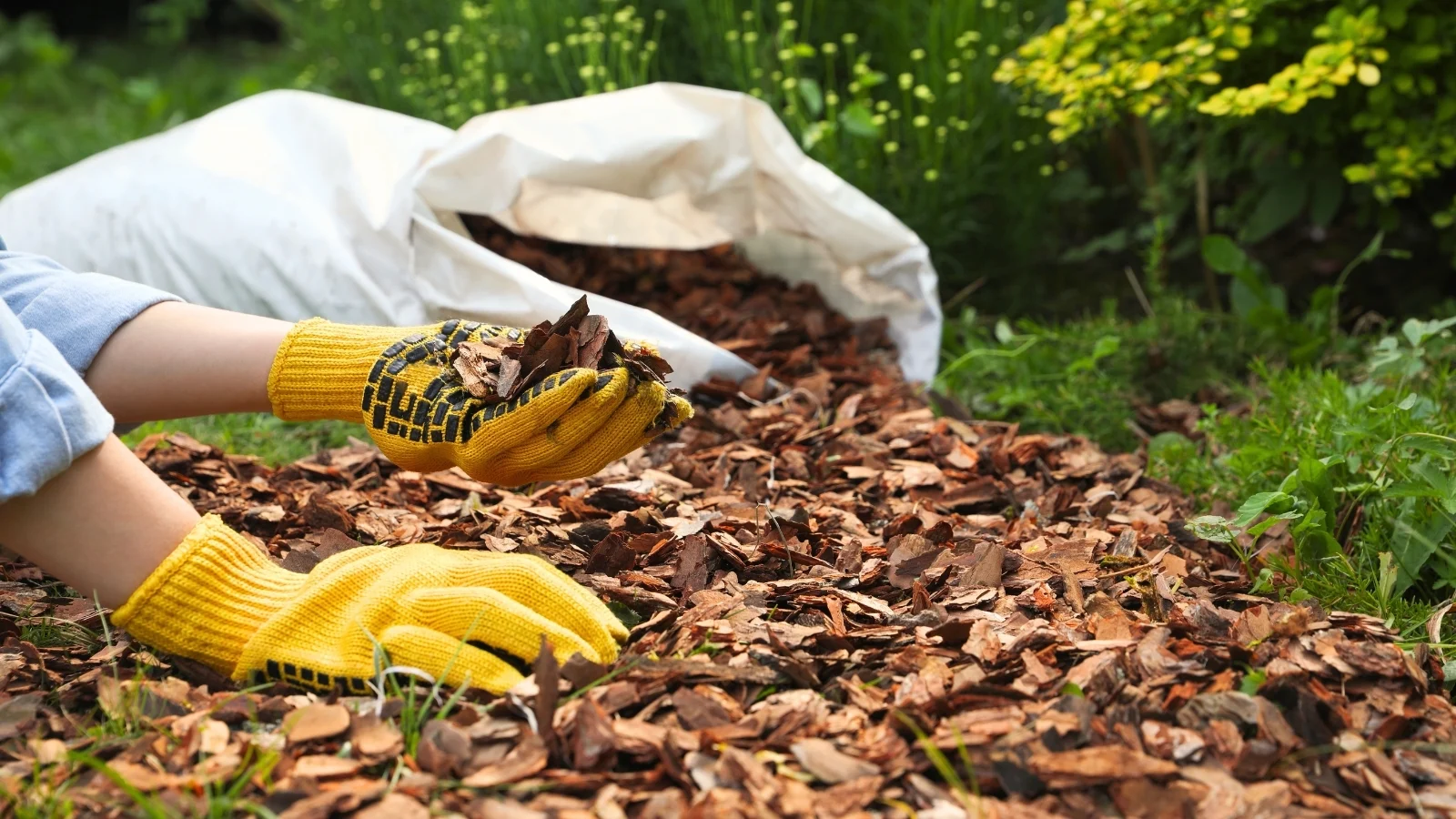 تغطية تربة الحديقة بنشارة خشبية لمكافحة الأعشاب الضارة