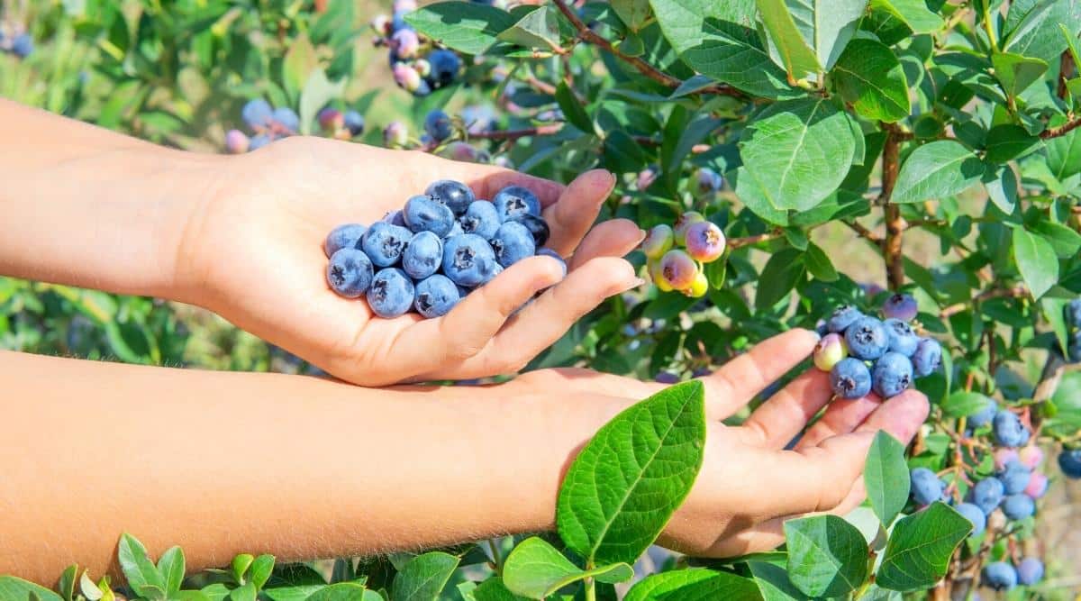 يمكن زراعة التوت الأزرق باستخدام شتلات جاهزة أو من خلال العقل النباتية،