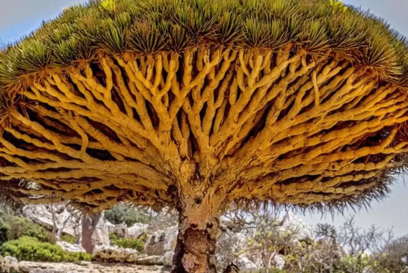 شجرة التنين في اليمن