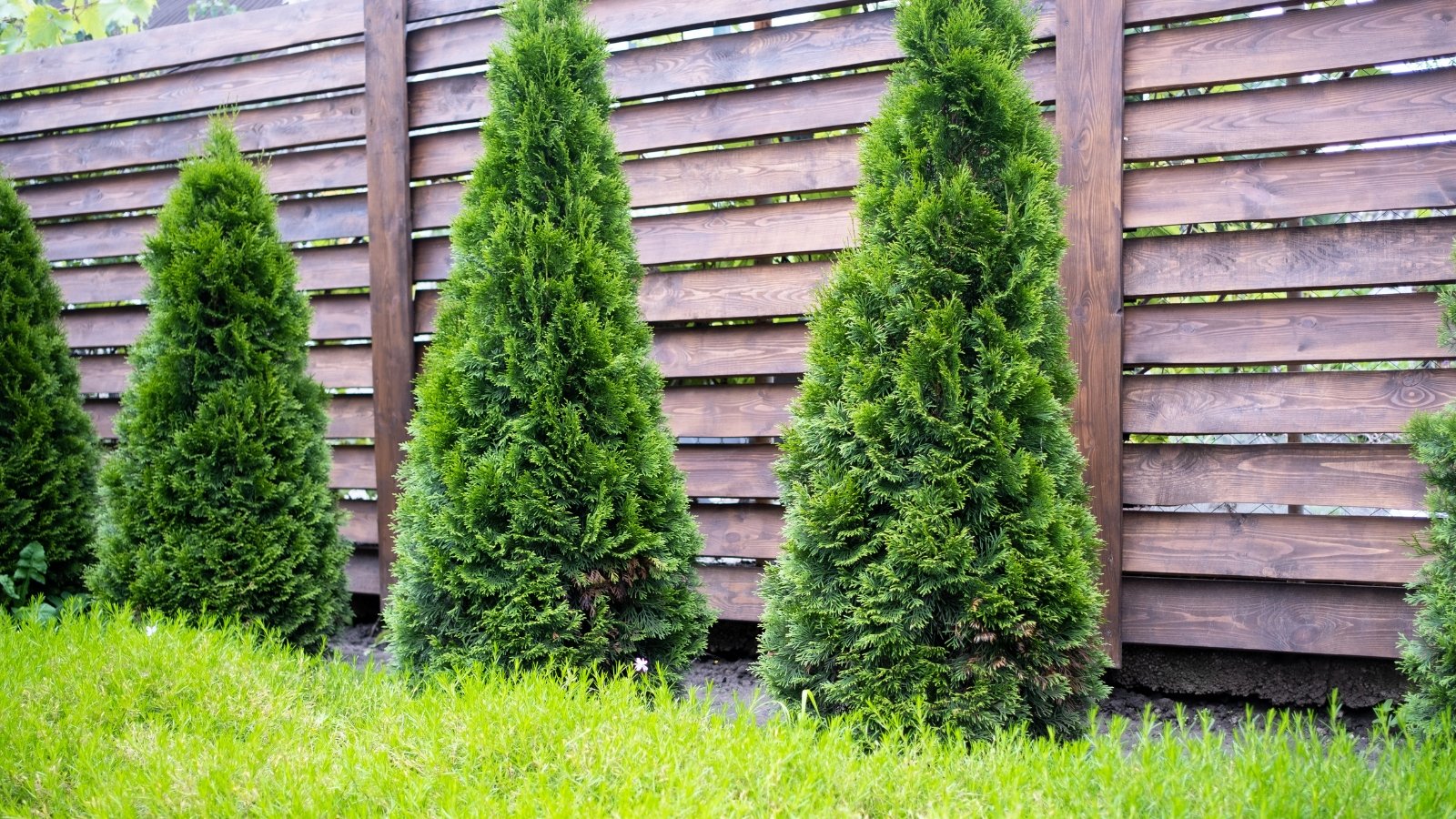 Arborvitae 'الزمرد صغيرتي ™'
