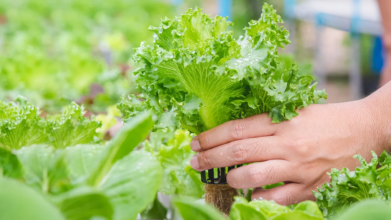 زراعة الخس في الماء