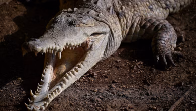 تماسيح أورينوكو المهددة بالانقراض