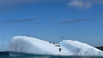 طيور البطريق أديلي على جبل جليدي قرب جزيرة أنفيرس