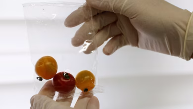 بلاستيك صديق للبيئة