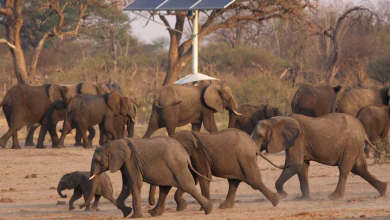 زيمبابوي تصدر تصاريح لإعدام ما لا يقل عن 50 فيلاً