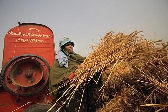 عيد الفلاح.. محطة وطنية لمواجهة تحديات المناخ وضمان الغذاء