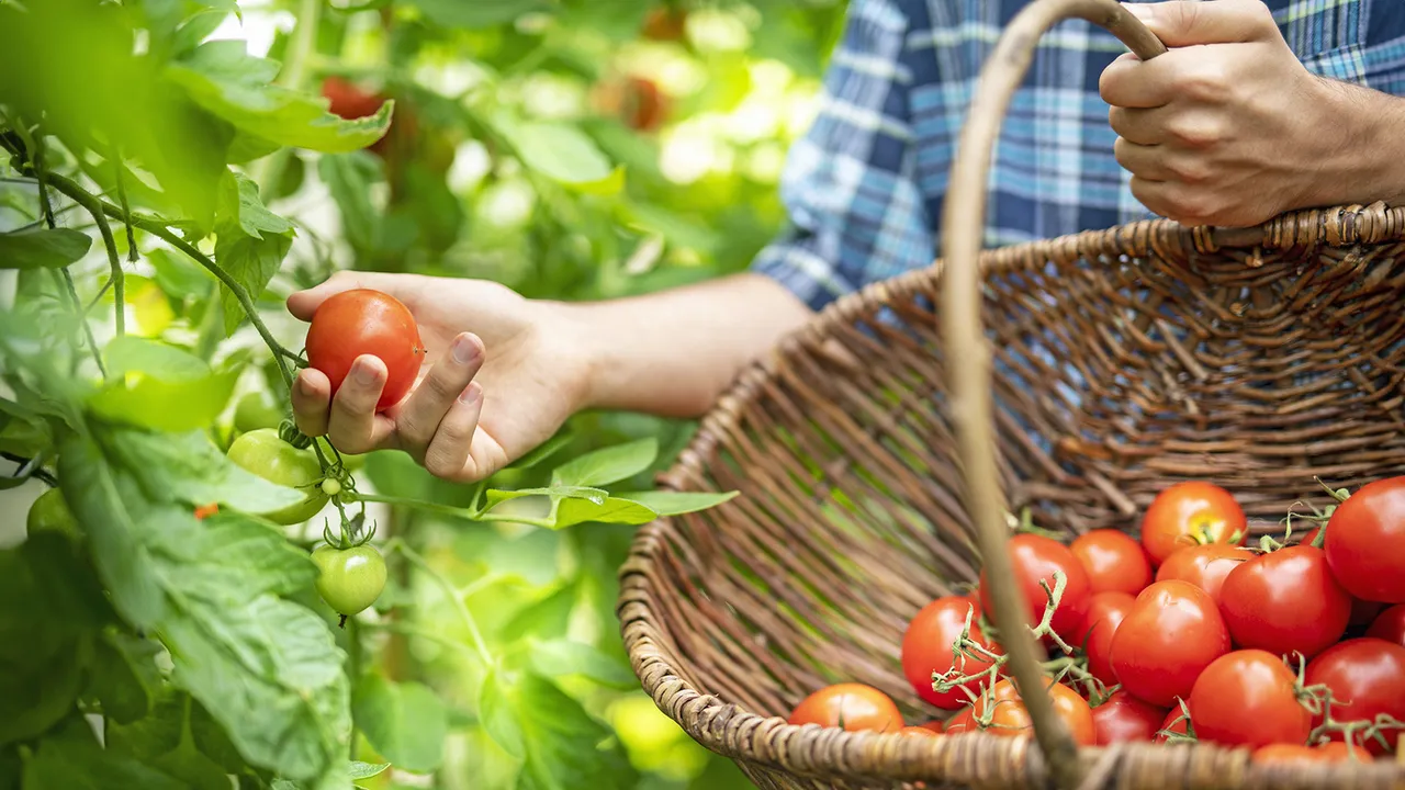 تسريع نضج الطماطم