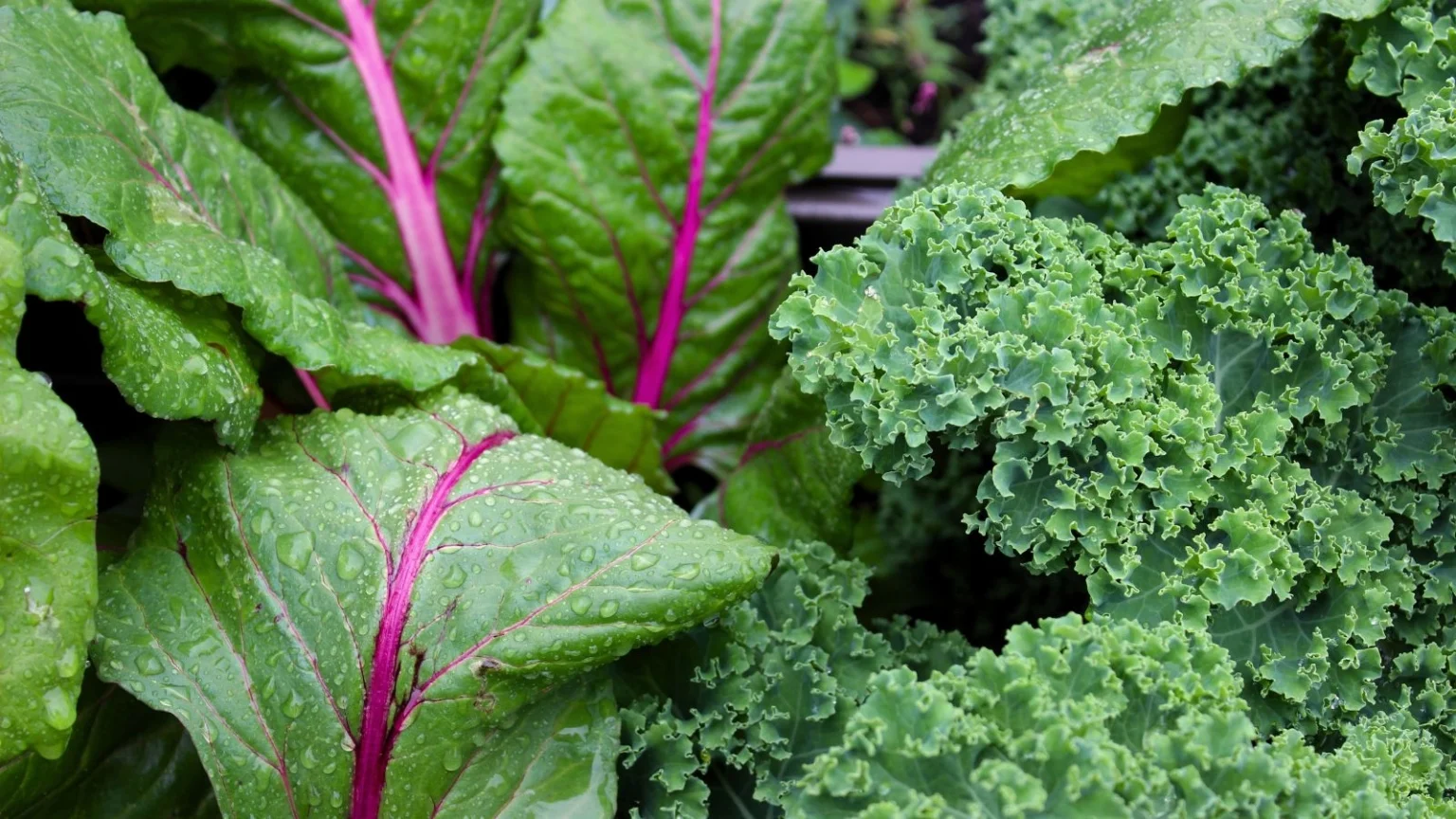 7 مجموعات من خضراوات الخريف في شرفات الشقق