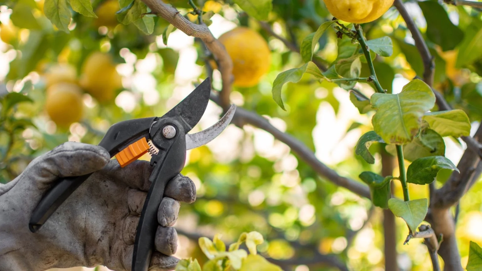 تقليم اشجار الفاكهة