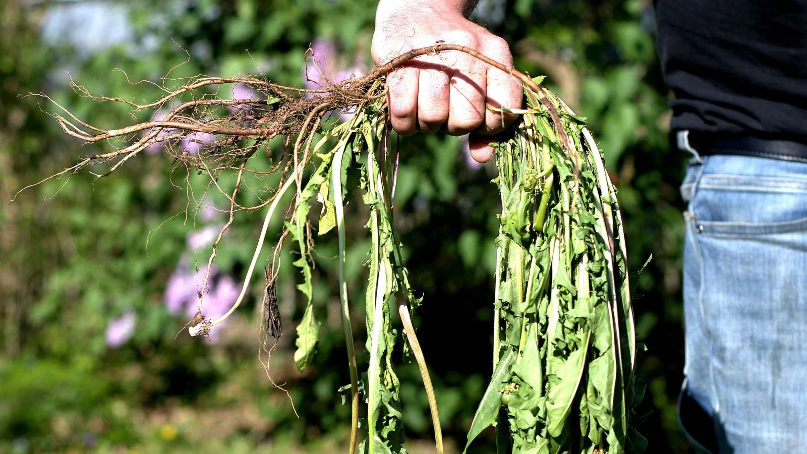 التخلص من النباتات الغازية