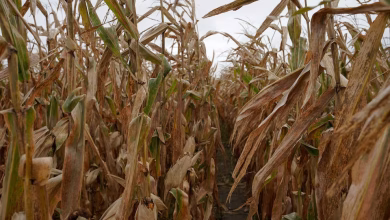 أوراق ذرة مصابة بصدأ الجنوب في أحد حقول ولاية أيوا الأميركية