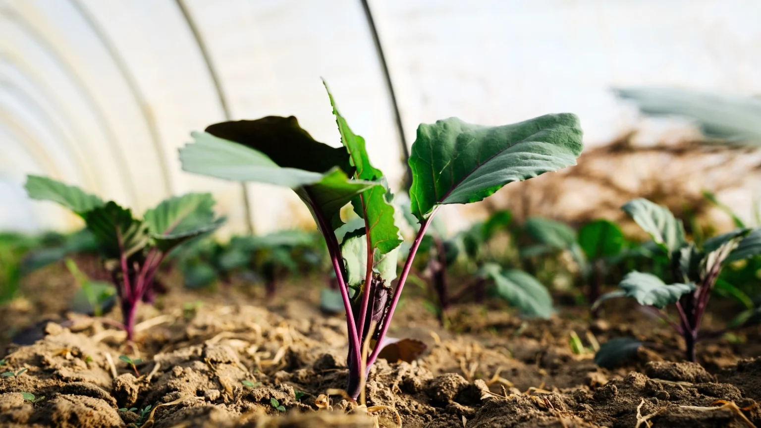 13 سبتمبر محاصيل الدفيئة: ما وراء الخضراوات الورقية