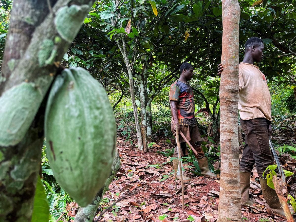 مزارع الكاكاو في إفريقيا