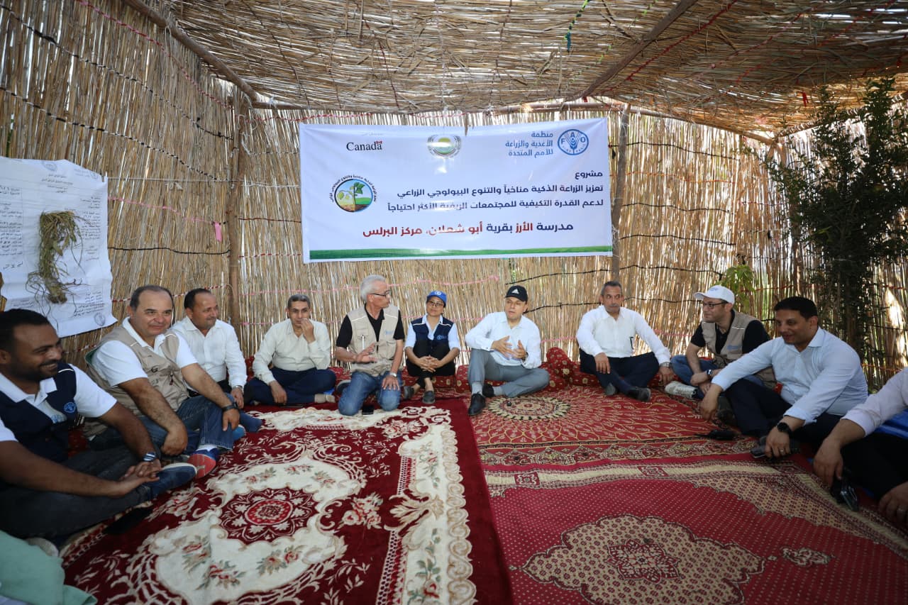 تقنية مبتكرة لزراعة الأرز في كفر الشيخ