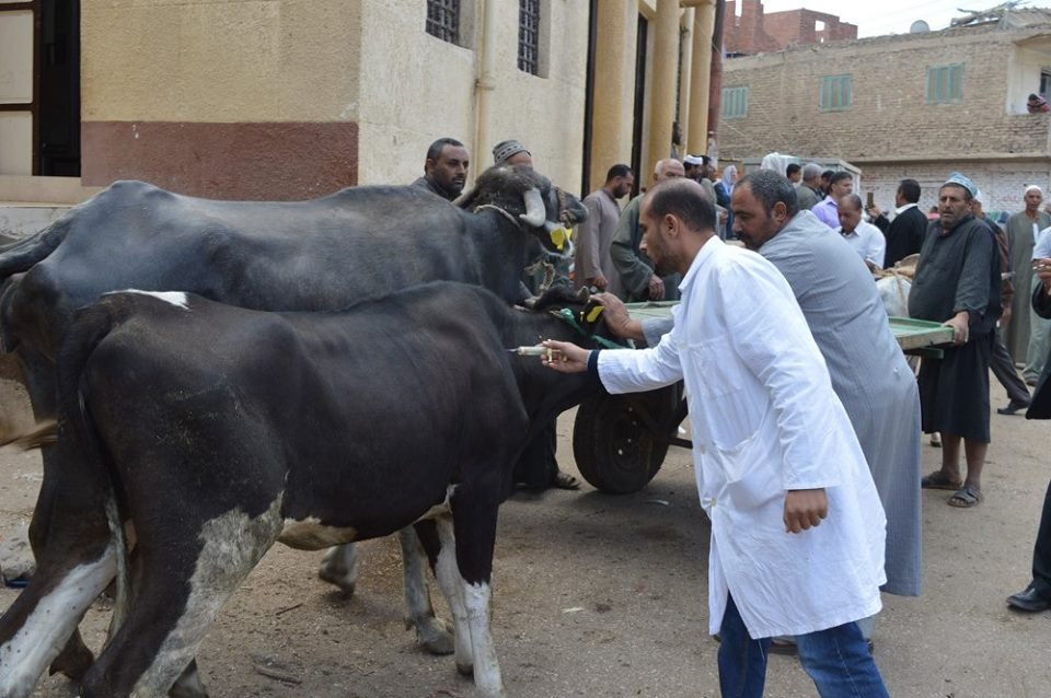 حيوانات المزارع