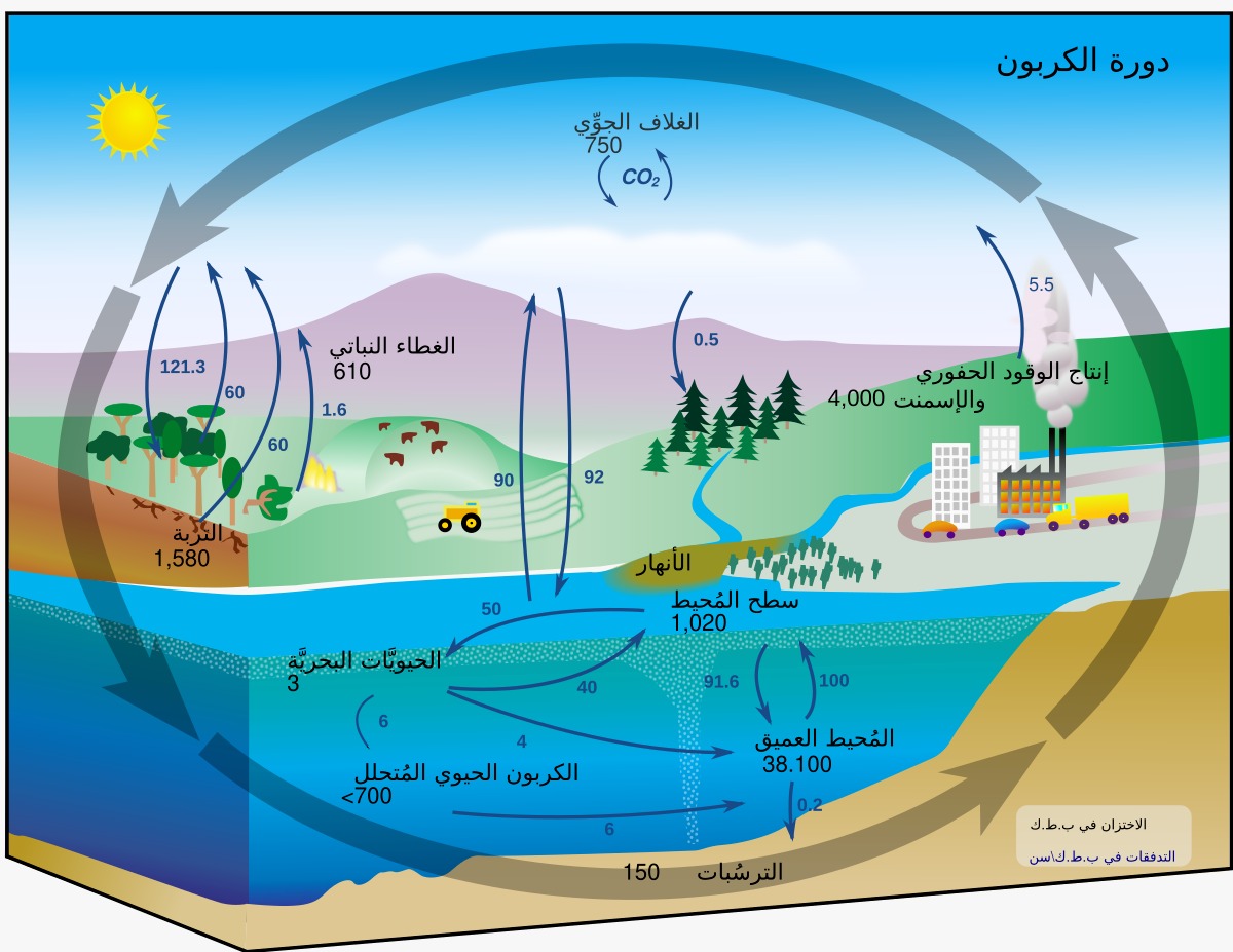 دورة الكربون
