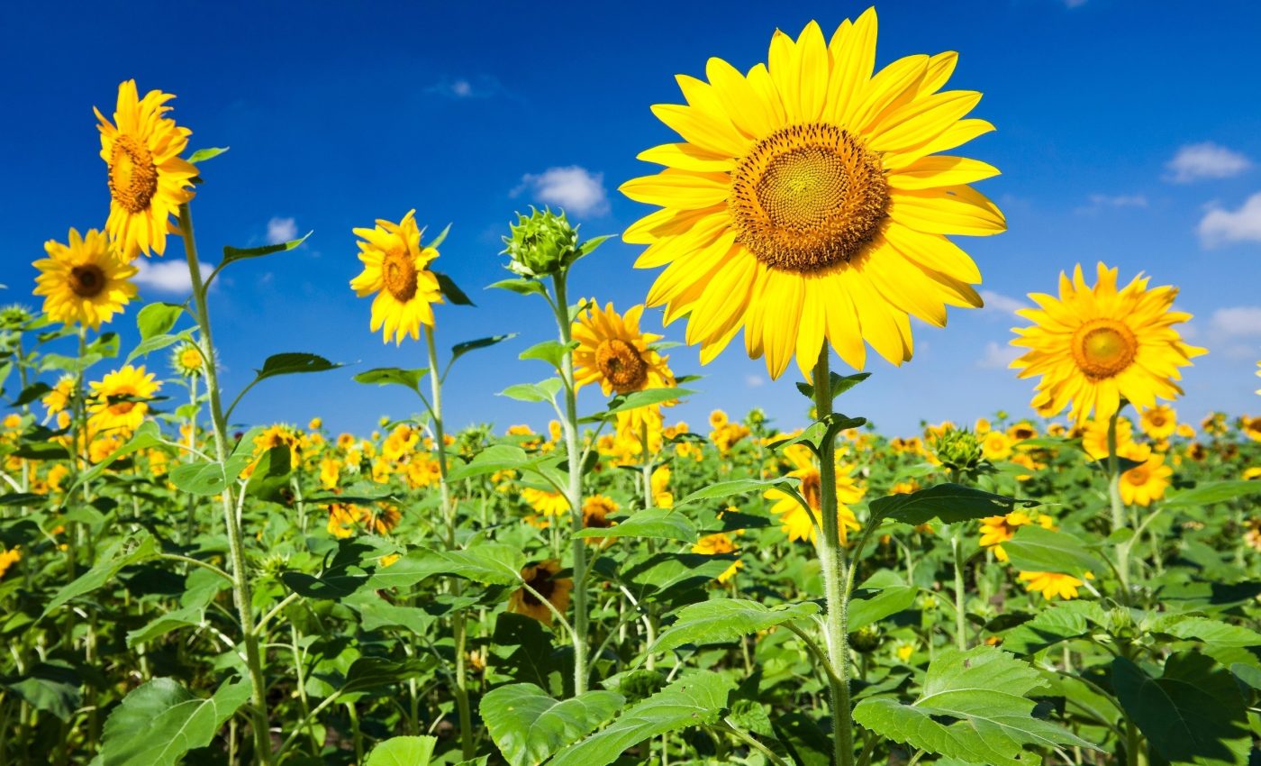 عباد الشمس ينتج بذورًا أكثر عند تدخل الحشرات في التلقيح