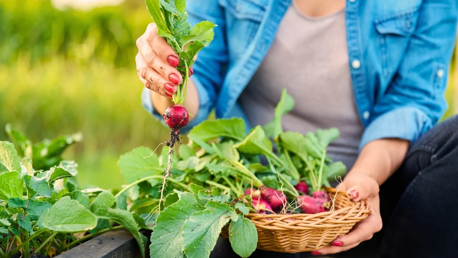 11 نوعًا من الخضراوات التي يمكنك زراعتها هذا الشهر لحصاد الخريف