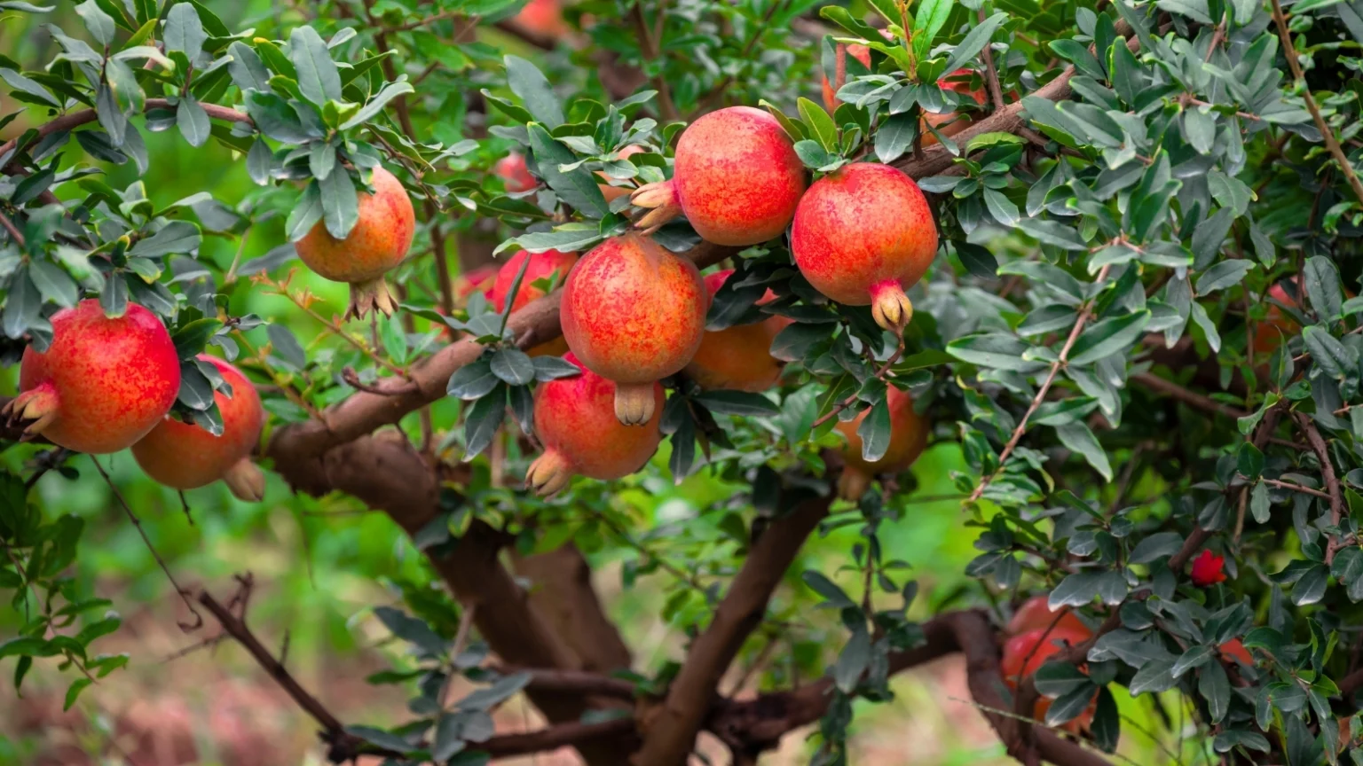 11 شجرة فاكهة غير مُقدَّرة يمكنك زراعتها في سبتمبر