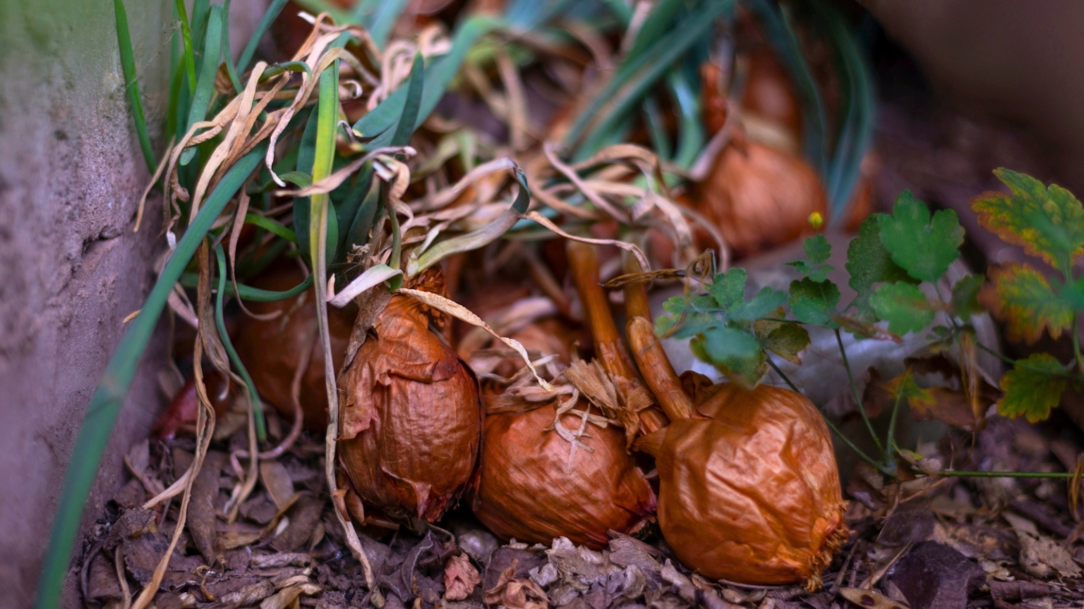 7 أسباب لفساد البصل وتفتته من الحديقة