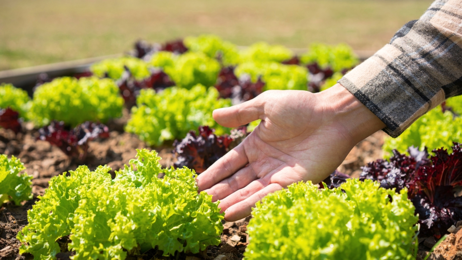 كيفية زراعة الخس بطريقة متتالية للحصول على محصول متواصل