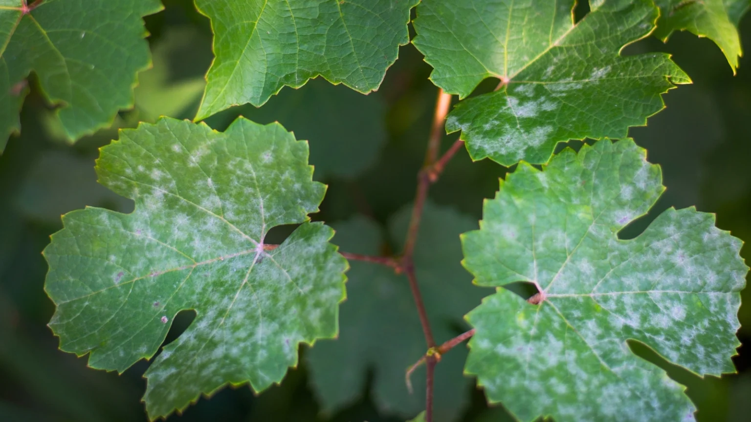 البقع البيضاء على أوراق العنب: كيفية علاج البياض الدقيقي