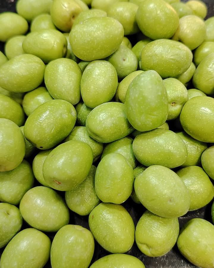 بدء موسم قطاف شجرة الزيتون المباركة في لواء الكورة الأردنية