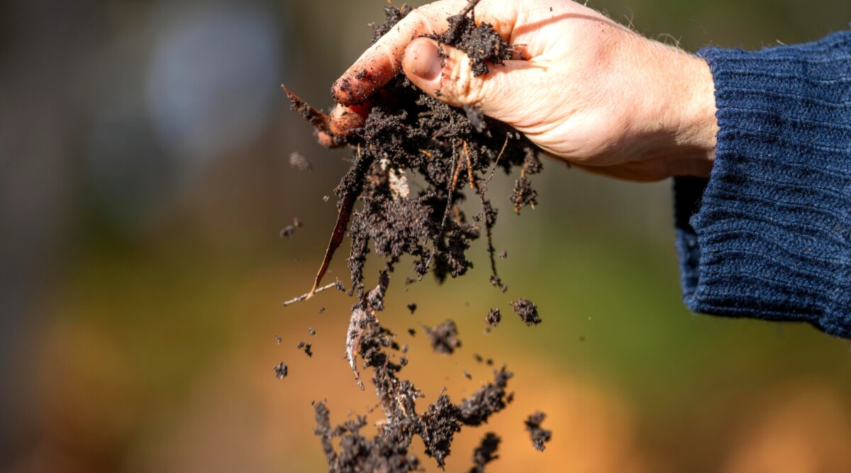 هل يجب تعقيم السماد قبل استخدامه؟