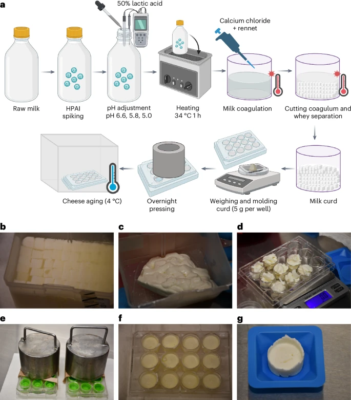 فيروس إنفلونزا الطيور
