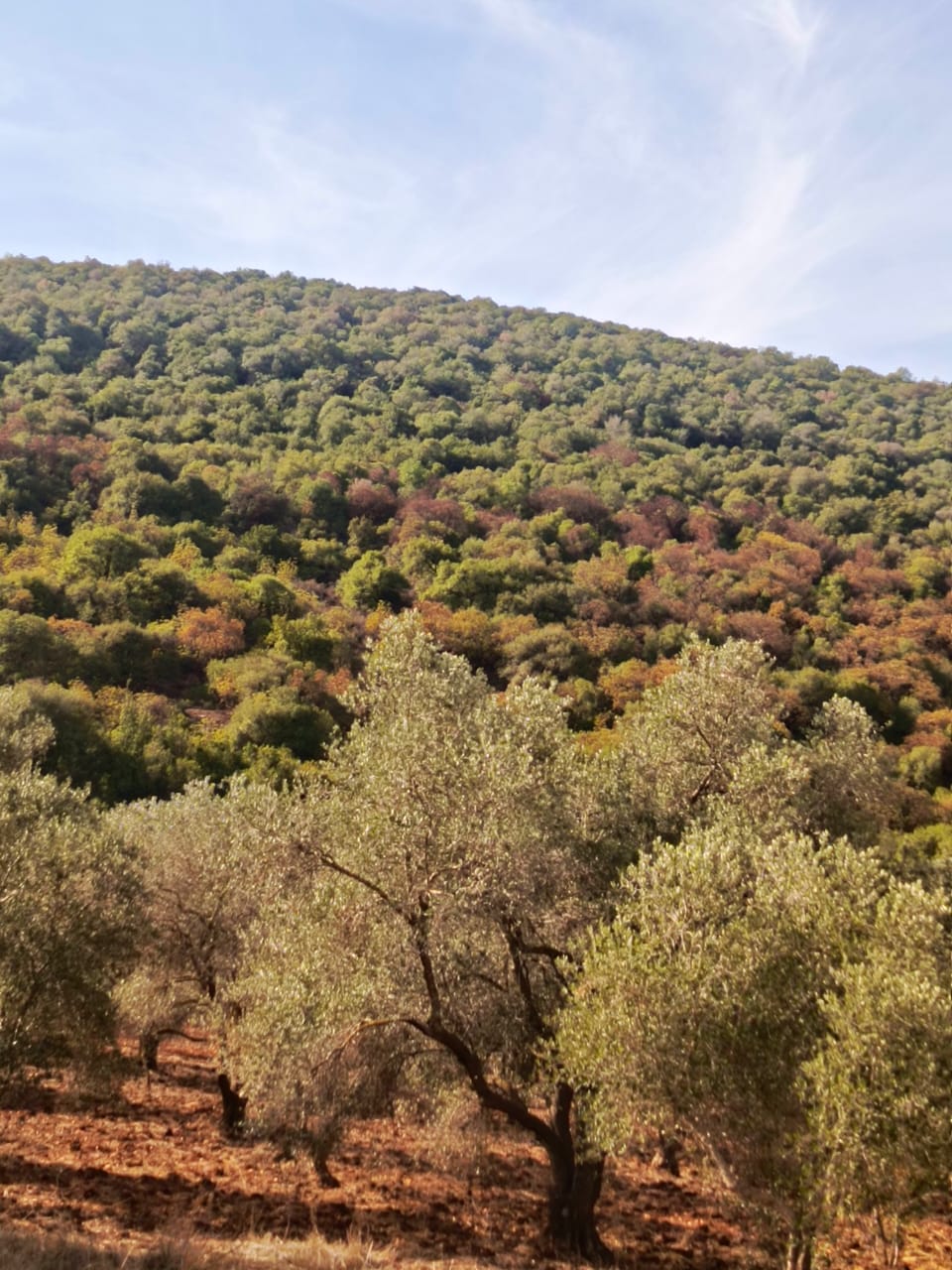 غابات السنديان والقطلب في لواء الكورة بعد هطول الأمطار