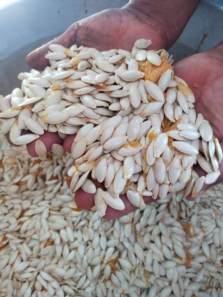 زراعة الكوسة لإنتاج اللب الأبيض