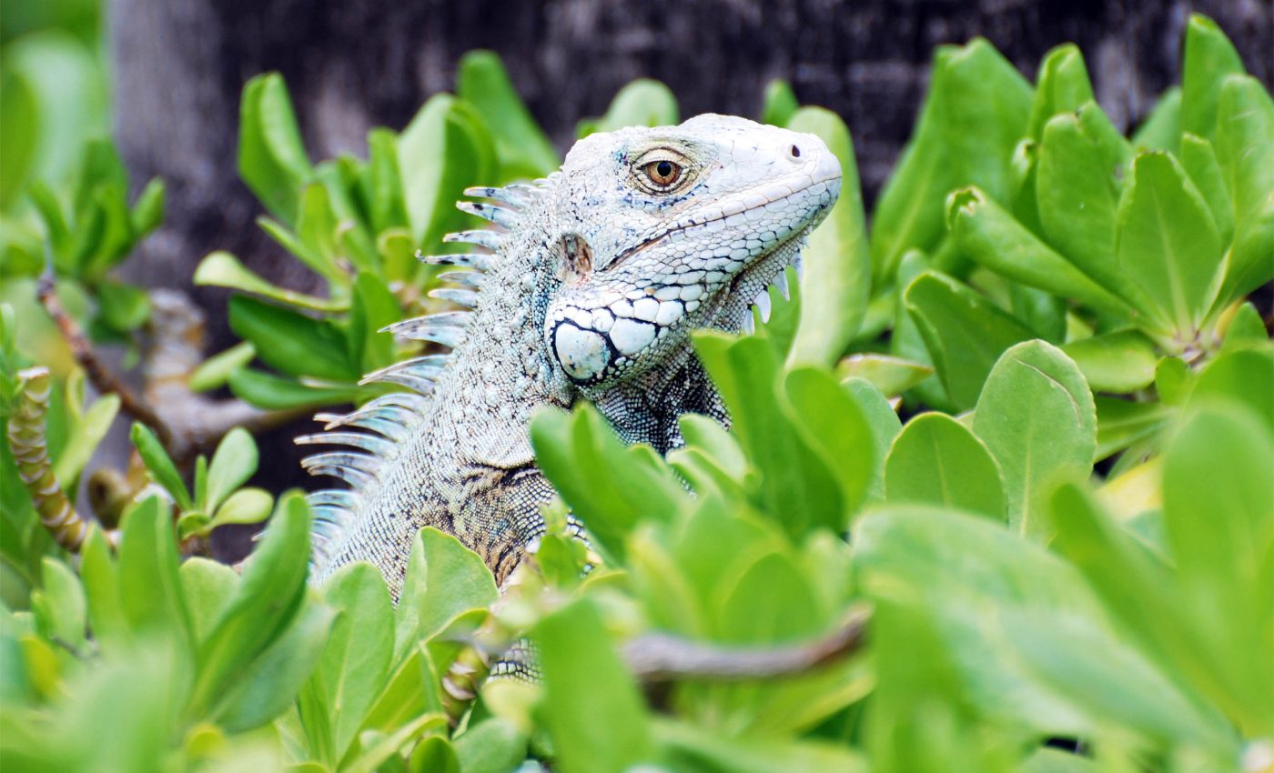 غزو الأنواع الغازية