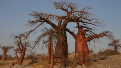 أشجار الباوباب