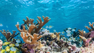 الكاريبي يفقد نصف الشعاب المرجانية