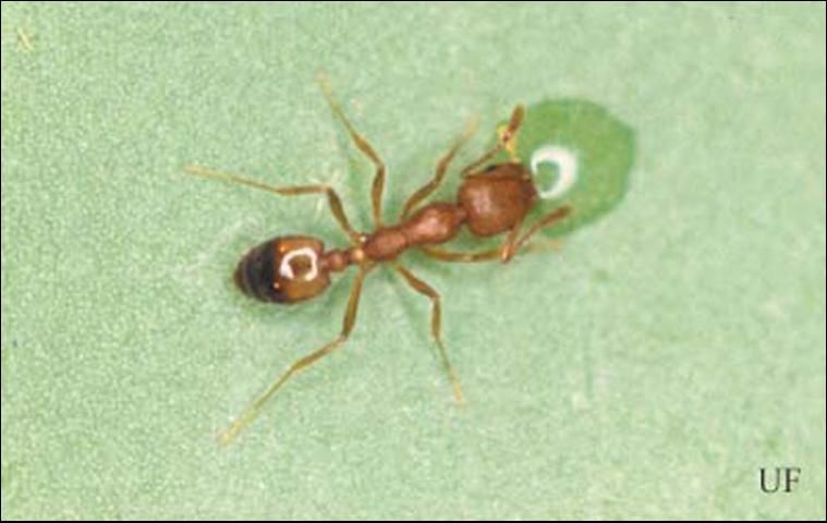 نمل الفرعون الصغير يتسلق جدارًا داخل مبنى، يظهر حجمه الدقيق مقارنة بالمحيط.